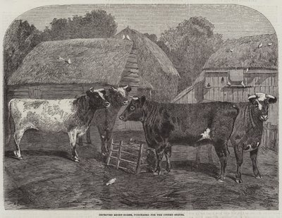 Improved Short-Horns, Purchased for the United States by Alfred Courbould